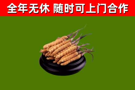 玛纳斯县烟酒回收冬虫夏草.jpg